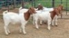 5X BOER GOAT DOE Keith Goosen (Per animal to take the lot)