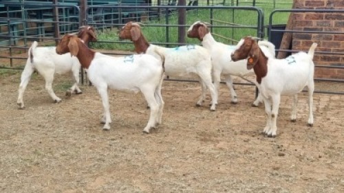 5X BOER GOAT DOE Keith Goosen (Per animal to take the lot)