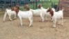 5X BOER GOAT DOE Keith Goosen (Per animal to take the lot)