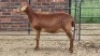 1X MEATMASTER EWE Hannes Van Staden