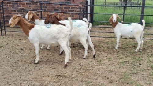 5X BOER GOAT DOE Keith Goosen (Per animal to take the lot)