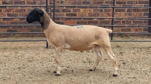 1X DORPER RAM Hannes Van Staden
