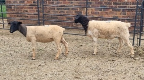 2X DORPER EWE Hannes Van Staden (Per animal to take the lot)