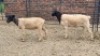 2X DORPER EWE Hannes Van Staden (Per animal to take the lot)