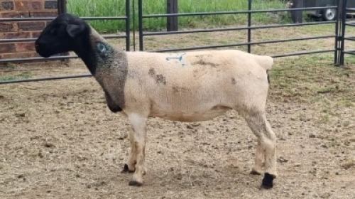 1X DORPER EWE Hannes Van Staden