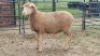 1X DOHNE-MERINO EWE Eunice Muller Trust