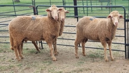3X DOHNE-MERINO EWE Eunice Muller Trust (Per animal to take the lot)