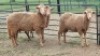 3X DOHNE-MERINO EWE Eunice Muller Trust (Per animal to take the lot)