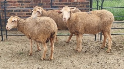 3X DOHNE-MERINO EWE Eunice Muller Trust (Per animal to take the lot)
