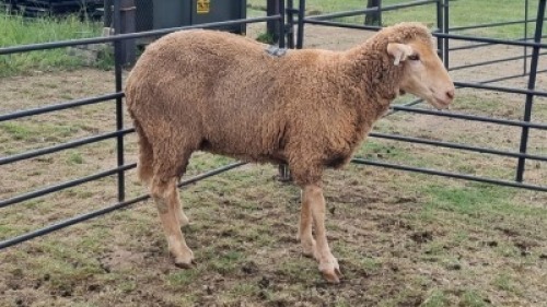 1X DOHNE-MERINO EWE Eunice Muller Trust