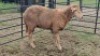 1X DOHNE-MERINO EWE Eunice Muller Trust