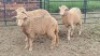 3X DOHNE-MERINO EWE Eunice Muller Trust (Per animal to take the lot)