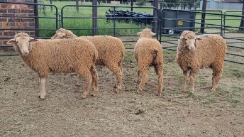 4X DOHNE-MERINO EWE Eunice Muller Trust (Per animal to take the lot)