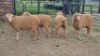 4X DOHNE-MERINO EWE Eunice Muller Trust (Per animal to take the lot)