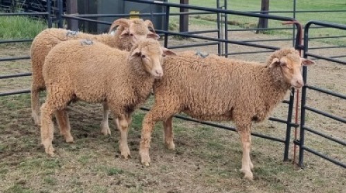 3X DOHNE-MERINO HAMEL Eunice Muller Trust (Per animal to take the lot)