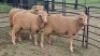 3X DOHNE-MERINO HAMEL Eunice Muller Trust (Per animal to take the lot)