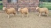 3X DOHNE-MERINO RAM Eunice Muller Trust (Per animal to take the lot)