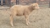 1X DOHNE-MERINO HAMEL Eunice Muller Trust