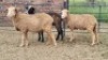 3X DOHNE-MERINO EWE Eunice Muller Trust (Per animal to take the lot)