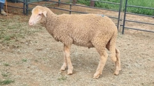 1X DOHNE-MERINO RAM Eunice Muller Trust