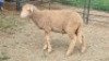 1X DOHNE-MERINO RAM Eunice Muller Trust