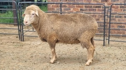 1X DOHNE-MERINO RAM Eunice Muller Trust