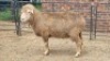 1X DOHNE-MERINO RAM Eunice Muller Trust