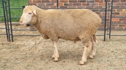 1X DOHNE-MERINO RAM Eunice Muller Trust