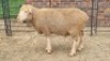 1X DOHNE-MERINO RAM Eunice Muller Trust