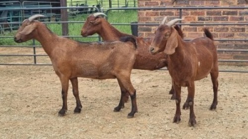 3X LOB EAR CROSS DOE Juan Botha (Per animal to take the lot)