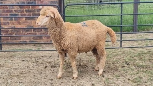 1X DOHNE-MERINO RAM Eunice Muller Trust