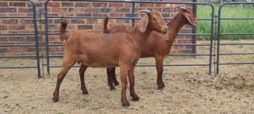 2X LOB EAR CROSS DOE Juan Botha (Per animal to take the lot)