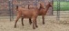 2X LOB EAR CROSS DOE Juan Botha (Per animal to take the lot)