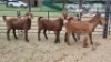 4X LOB EAR CROSS DOE Juan Botha (Per animal to take the lot)