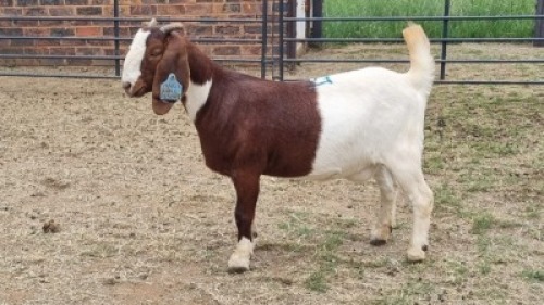1X BOER GOAT DOE Imstra Meat Traders
