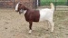 1X BOER GOAT DOE Imstra Meat Traders