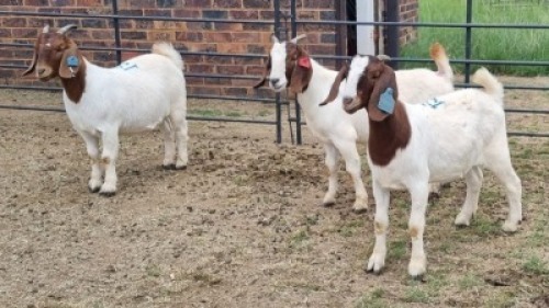 3X BOER GOAT DOE Imstra Meat Traders (Per animal to take the lot)