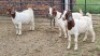 3X BOER GOAT DOE Imstra Meat Traders (Per animal to take the lot)