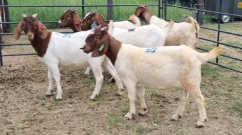 5X BOER GOAT DOE Imstra Meat Traders (Per animal to take the lot)