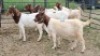 5X BOER GOAT DOE Imstra Meat Traders (Per animal to take the lot)
