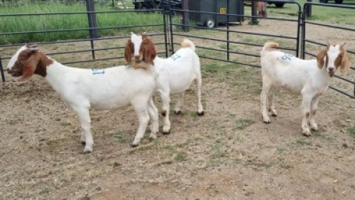 3X BOER GOAT DOE Imstra Meat Traders (Per animal to take the lot)