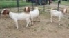3X BOER GOAT DOE Imstra Meat Traders (Per animal to take the lot)