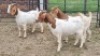 3X BOER GOAT DOE Imstra Meat Traders (Per animal to take the lot)