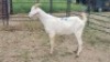 1X SAANEN CROSS BUCK Vanto Boerdery