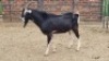 1X BRITISH ALPINE BUCK Imstra Meat Traders