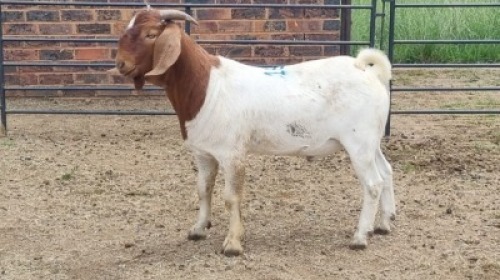 1X BOER GOAT BUCK Vanto Boerdery