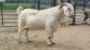 1X SAVANNA BUCK Vanto Boerdery