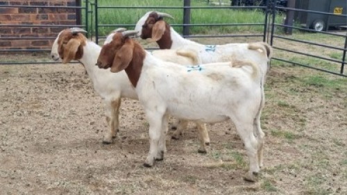 3X BOER GOAT BUCK Vanto Boerdery (Per animal to take the lot)