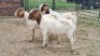 3X BOER GOAT BUCK Vanto Boerdery (Per animal to take the lot)