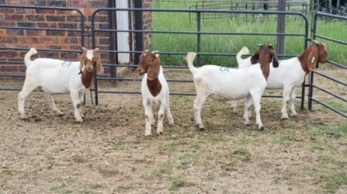 4X BOER GOAT BUCK Vanto Boerdery (Per animal to take the lot)